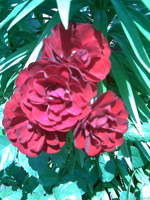 'Lavaglut' rose photo