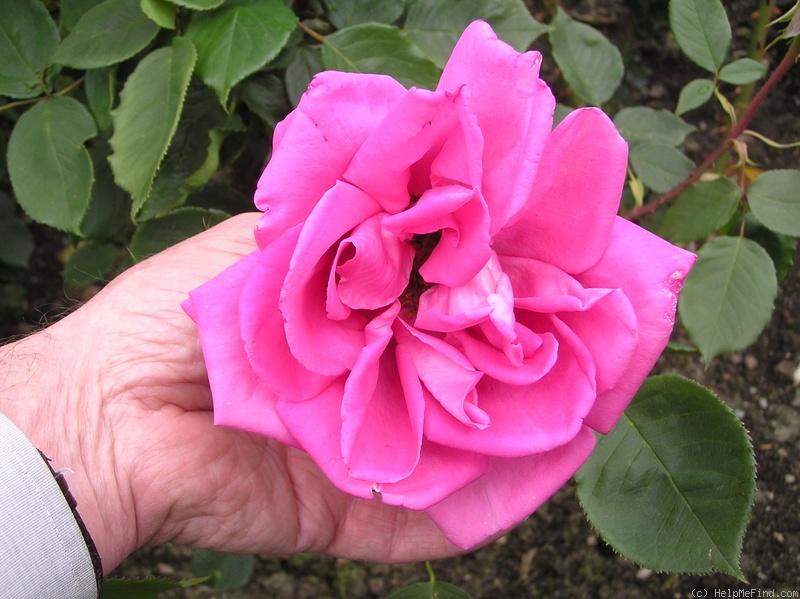 'Bonnie Scotland' rose photo