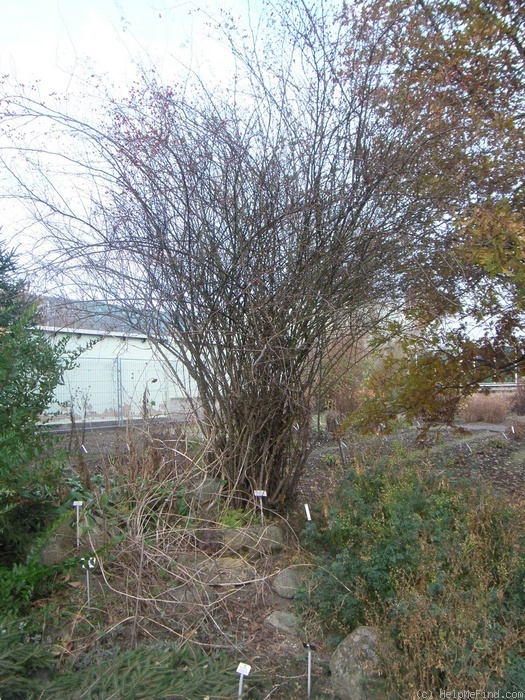 'R. micrantha' rose photo