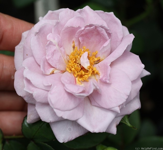 'Lavendula' rose photo