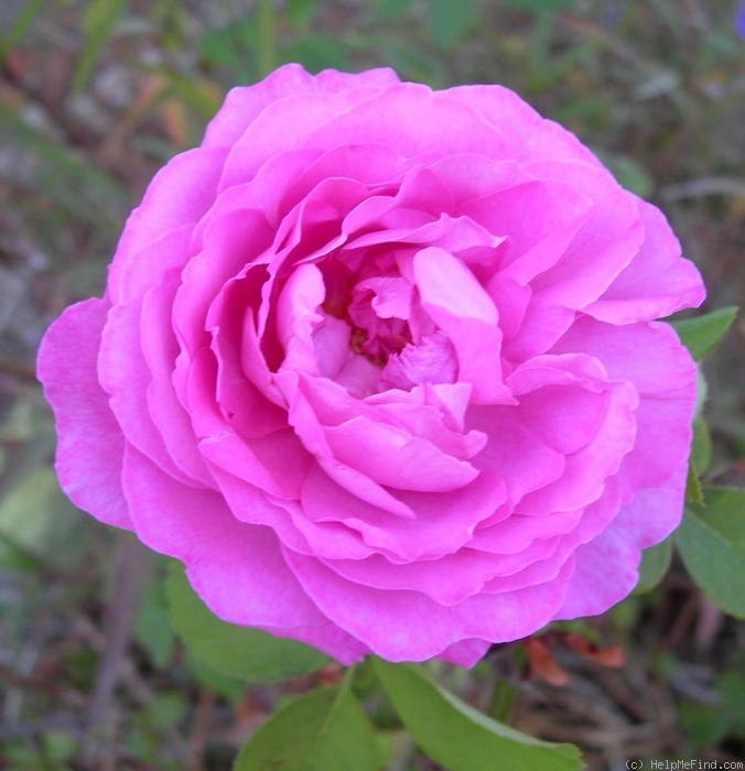 'Mrs. John Laing (Hybrid Perpetual, Bennett, 1885)' rose photo