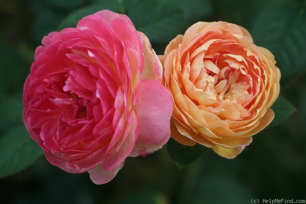 'Rosomane Janon ®' rose photo