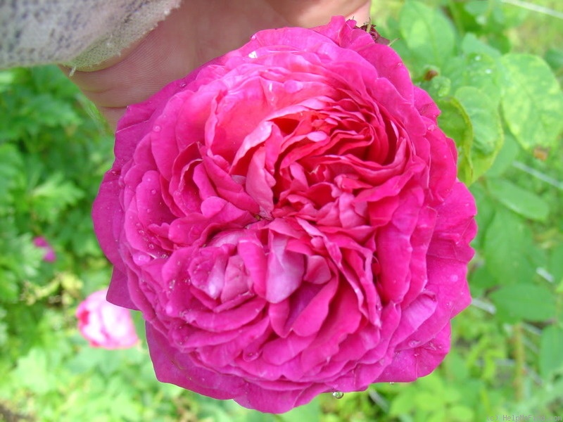 'Victor Emmanuel' rose photo