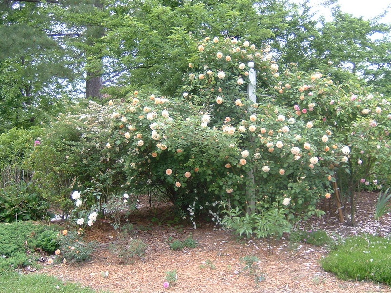 'GardennAtlanta'  photo