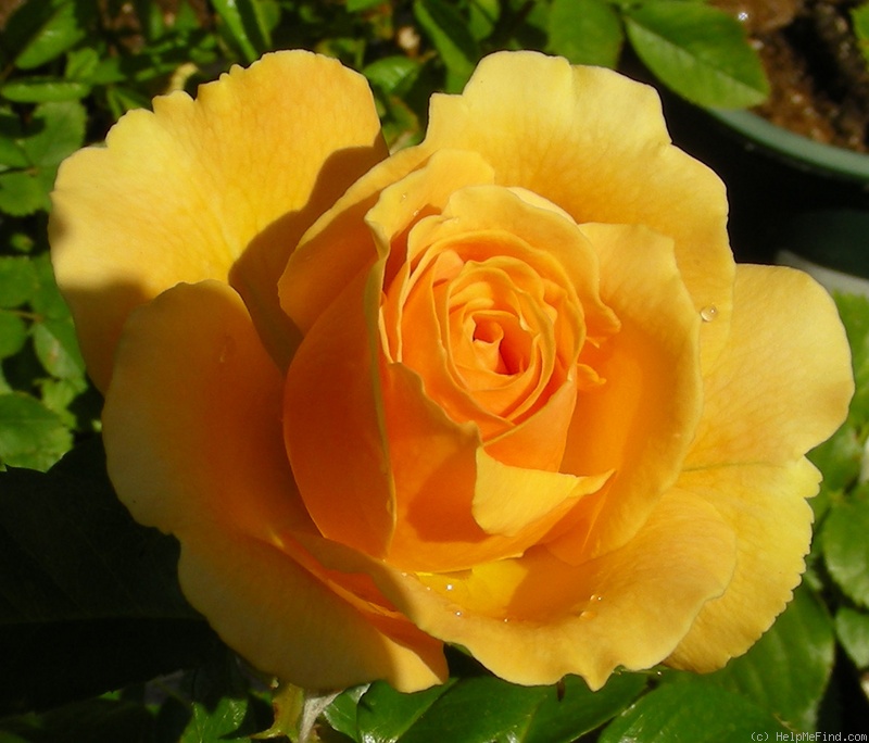 'Henrietta Barnett' rose photo