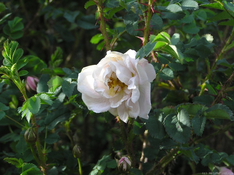 'Bicolor (Syn. 'Small Double Two-coloured Scotch')' rose photo