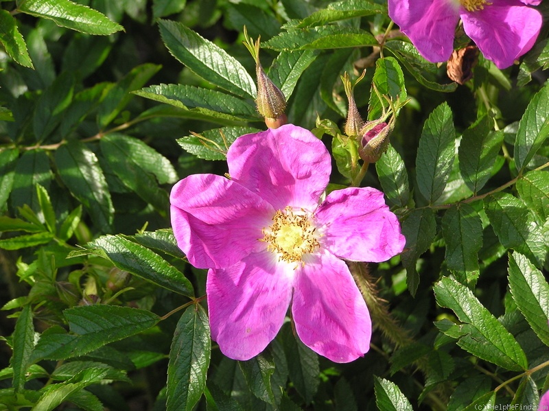 'Corylus' rose photo