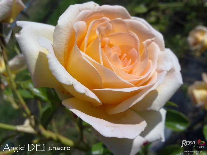 'Passionate Blush' rose photo