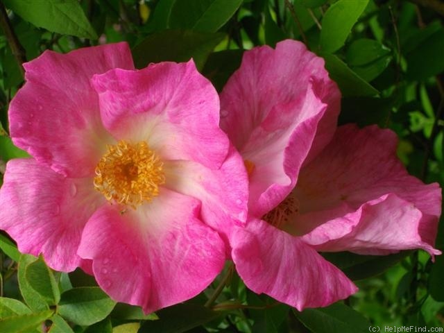 'Harbinger (climber, Clark, 1923)' rose photo