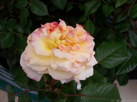 'Aquarell (hybrid tea, Evers/Tantau 1999)' rose photo