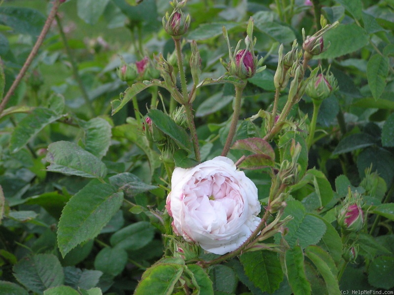 'R. centifolia alba' rose photo