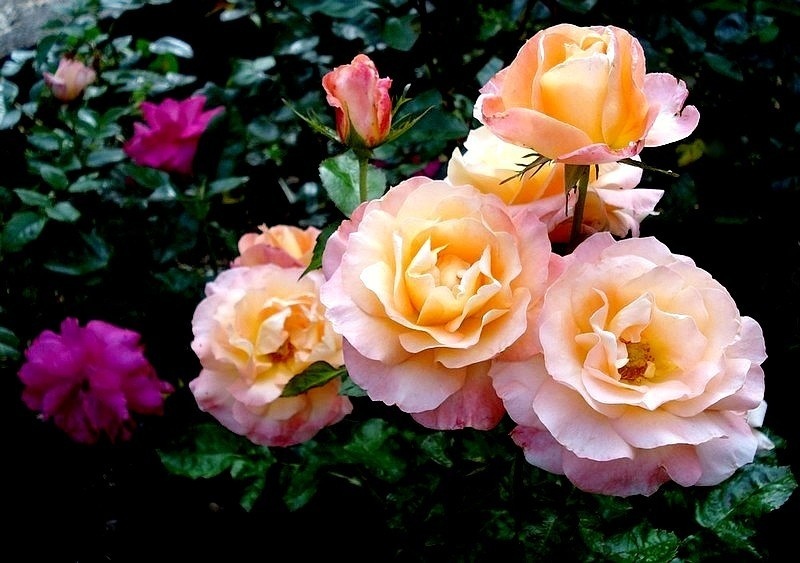 'Saga ® (floribunda, Fryer, 2009)' rose photo