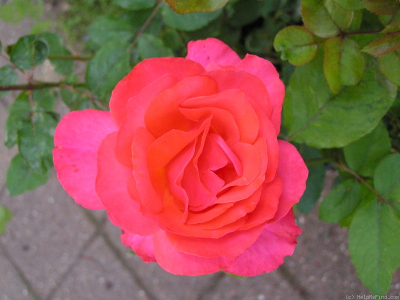 'Tintinara ™' rose photo