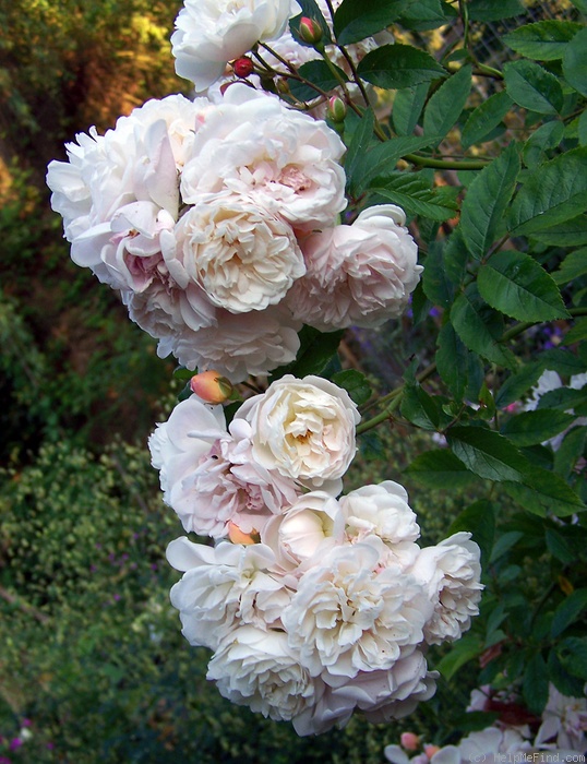 'Kloster Altzella' rose photo