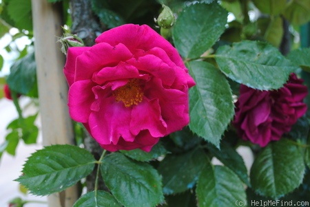 'Madame François Royet' rose photo