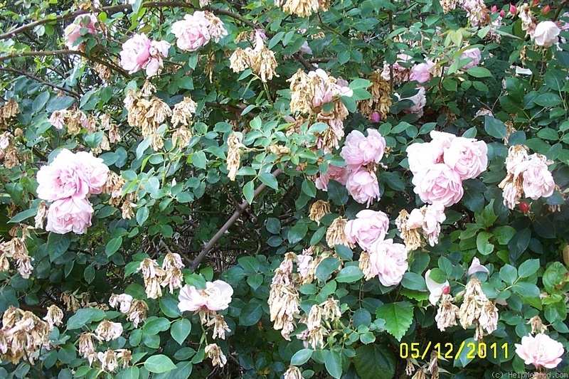 'Albertine (hybrid wichurana, Barbier, 1921)' rose photo