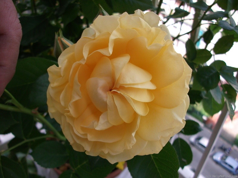 'Anisade ®' rose photo