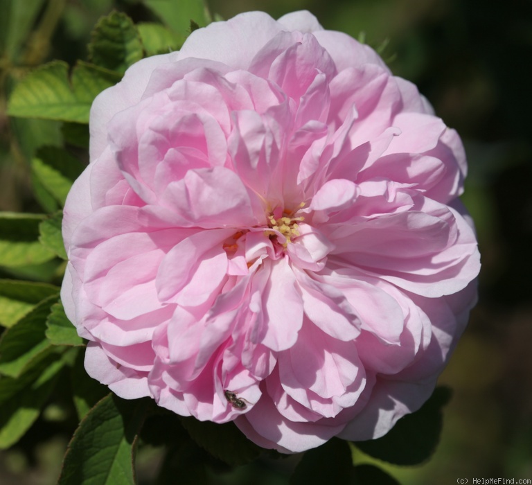 'Autumn Damask' rose photo