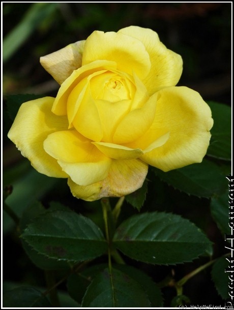 'Toulouse-Lautrec ®' rose photo