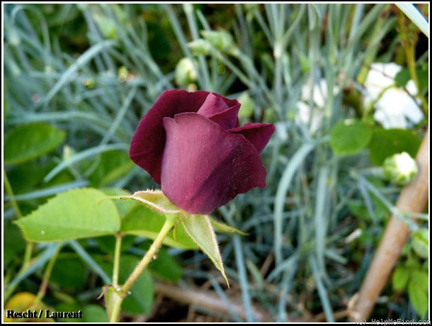 'Dr. Huey' rose photo