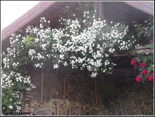 'Rambling Rector' rose photo