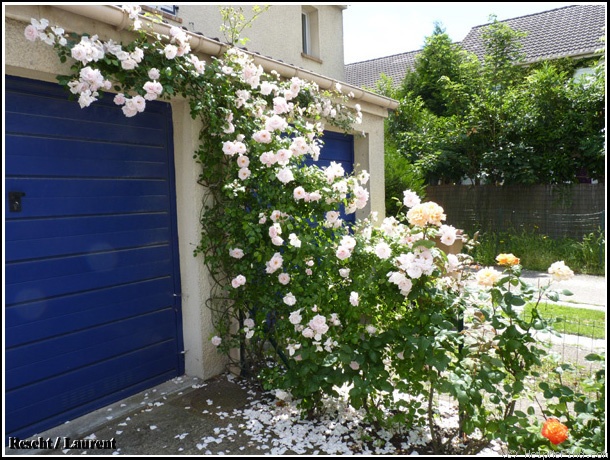 'New Dawn (Large Flowered Climber, Dreer, 1930)' rose photo