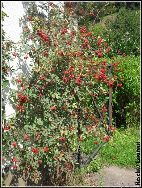 'R. glauca' rose photo