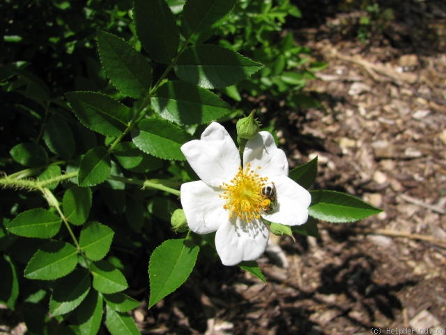 'R. maximowicziana' rose photo