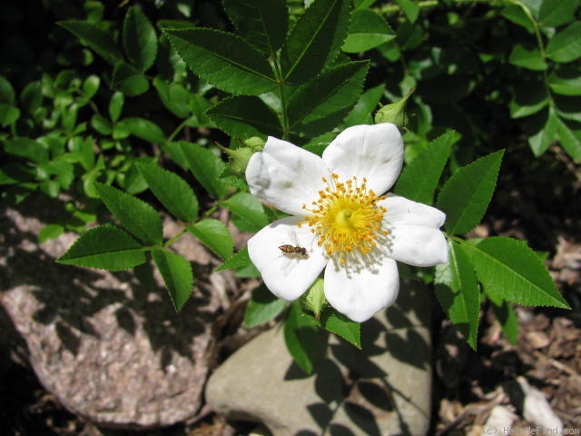 'R. maximowicziana' rose photo