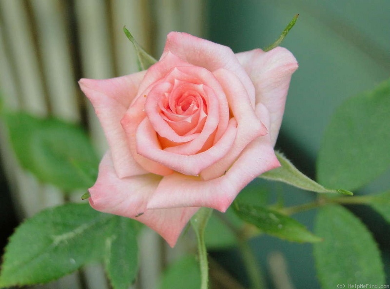'Kay Denise' rose photo