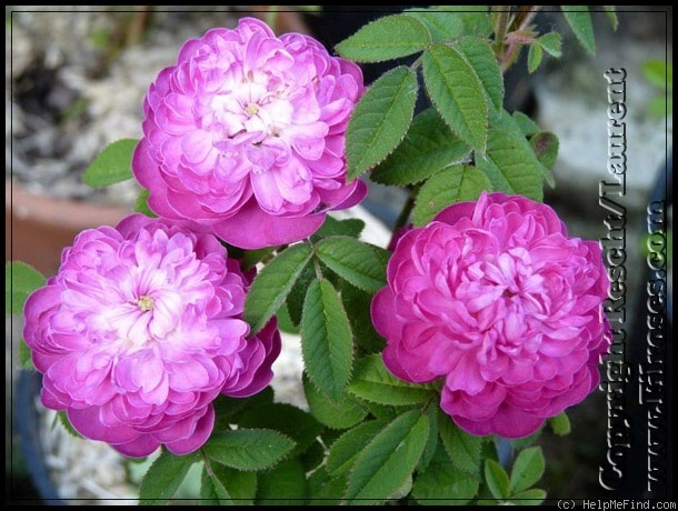 'Pompon de Bourgogne' rose photo