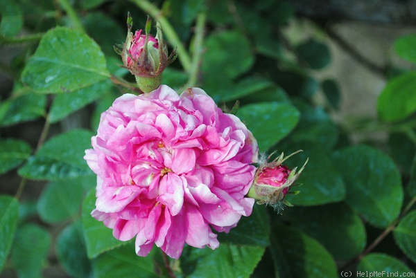 'Hortense Vernet' rose photo