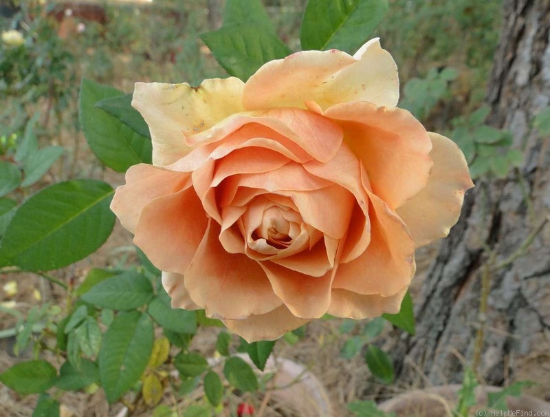 'Golden Freelander' rose photo