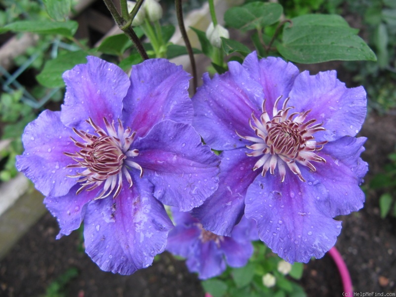 'Ashva' clematis photo