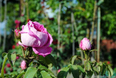 'Madame Platz' rose photo