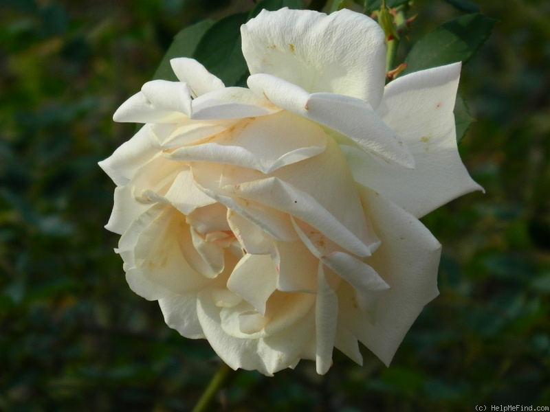 'White Delight' rose photo