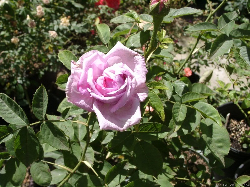 'Joey Angiolino' rose photo