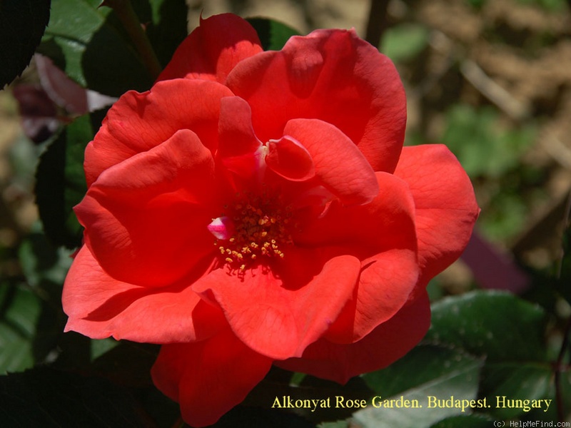'Kovászna' rose photo