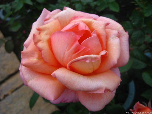 'Kanon' rose photo