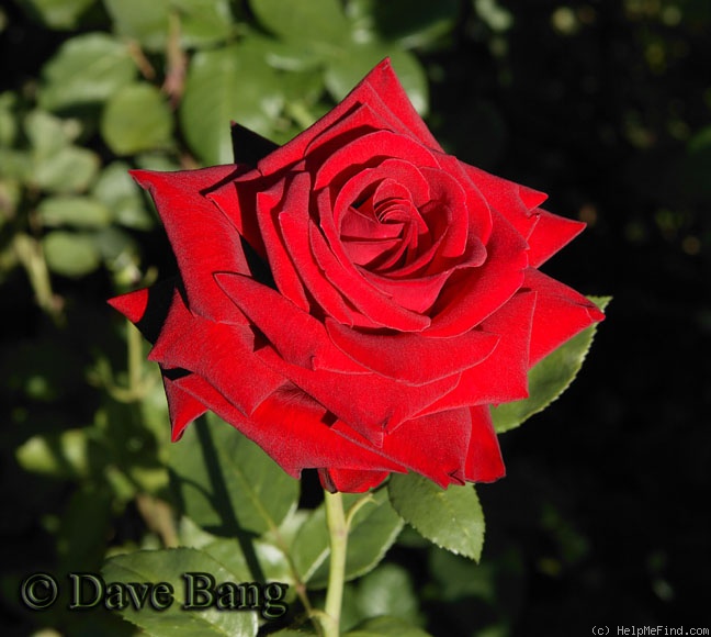 'Asso di Cuori ®' rose photo