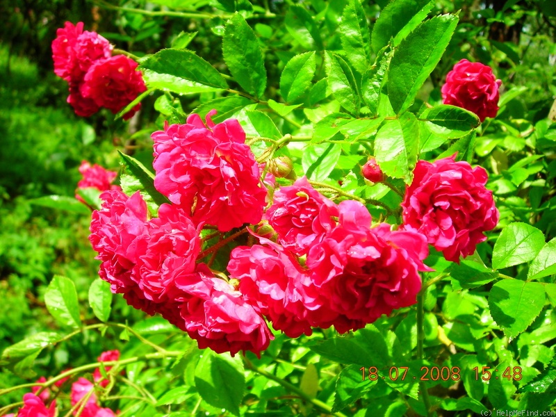 'Gräfin Marie Henriette Chotek' rose photo