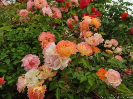 'Bessy' rose photo