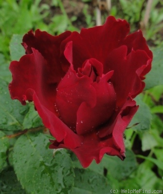 'Heinz Winkler' rose photo