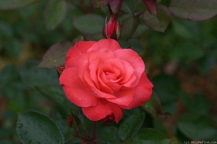 'Castle Balthazar' rose photo