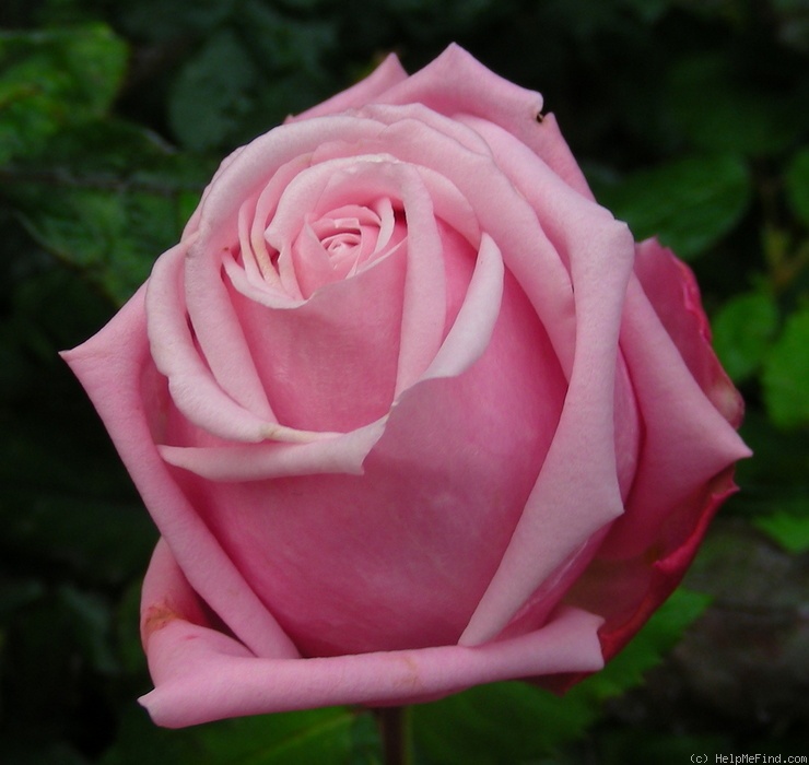 'Belinda's Dream (Shrub, Basye, 1988)' rose photo