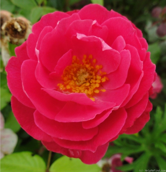 'Bordure Magenta ®' rose photo