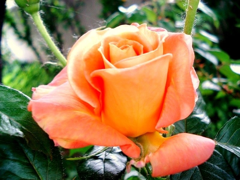 'Peacekeeper' rose photo