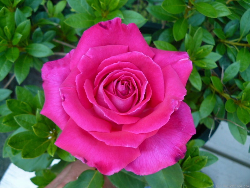 'Gift of Grace' rose photo
