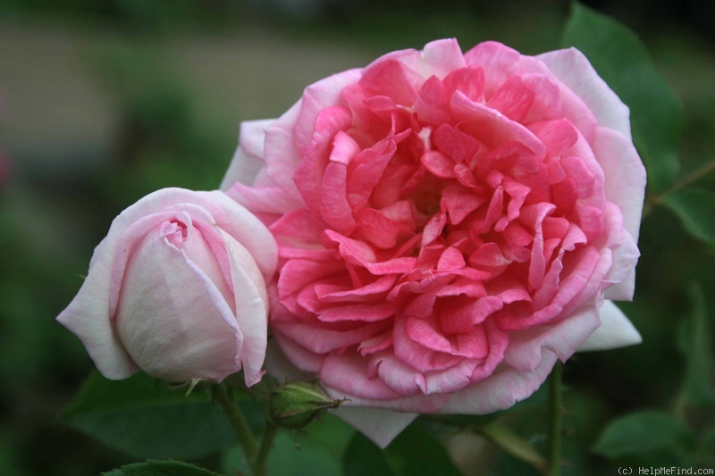 'Blairii II' rose photo