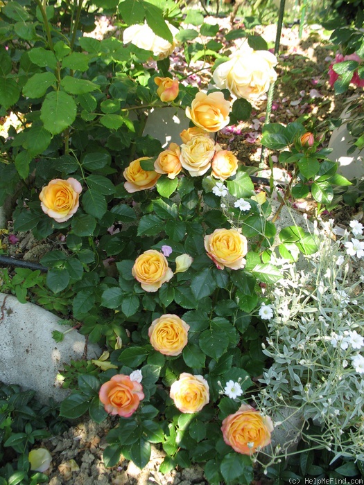'Baby Romantica ® (miniature, Meilland 2004)' rose photo
